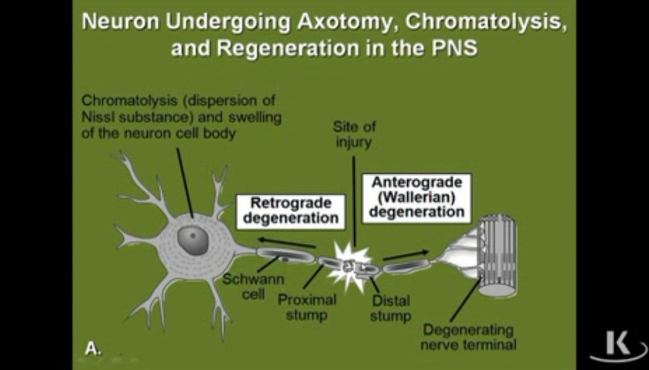Neurohistology