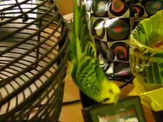 Budgies Cooling Off On a Fan