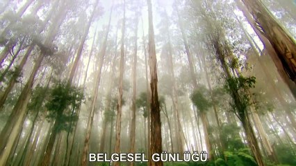 Yaşam Harikaları: 4- Boyut Önemlidir | TrSub | 720p | HD