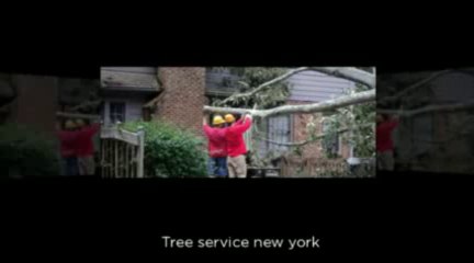 Tree Service Long Island