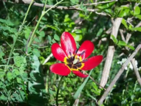 SEFİL BAYKUŞ-AŞIK MEVLÜT İHSANİ