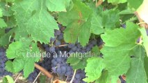 Balade Vigneronne à Montgaillard