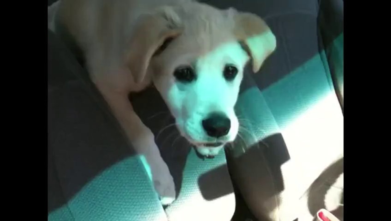 Dogs are COOL but LABRADORS are AWESOME...Animal Compilation