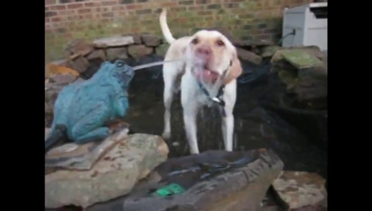 Le Labrador : le plus intelligent des chiens??? Pas sur!!!