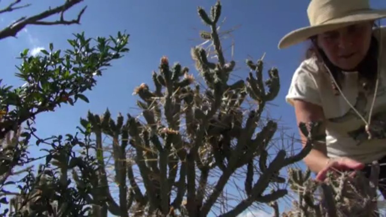 Wüstenstrom aus Kalifornien: Google-Solarkraftwerk fast fertig
