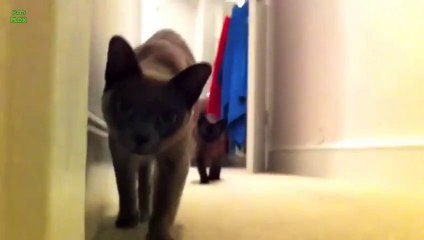 "Cats are Stalkers" compilation.