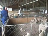 Les agneaux néo-zélandais dans une dairy farm