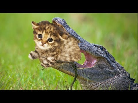 Giant pet alligator loved cats for dinner in Florida