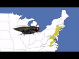 Billions of cicadas to overrun US east coast
