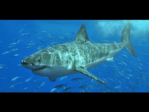 Shark net wall to protect beachgoers in South Africa