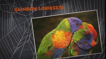 The Daintree - Where The Rainforest Meets the Reef