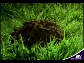 Solar Powered Mole Repeller