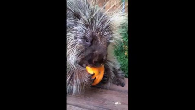 Un Porc-épic qui parle en mangeant une citrouille... Trop mignon!