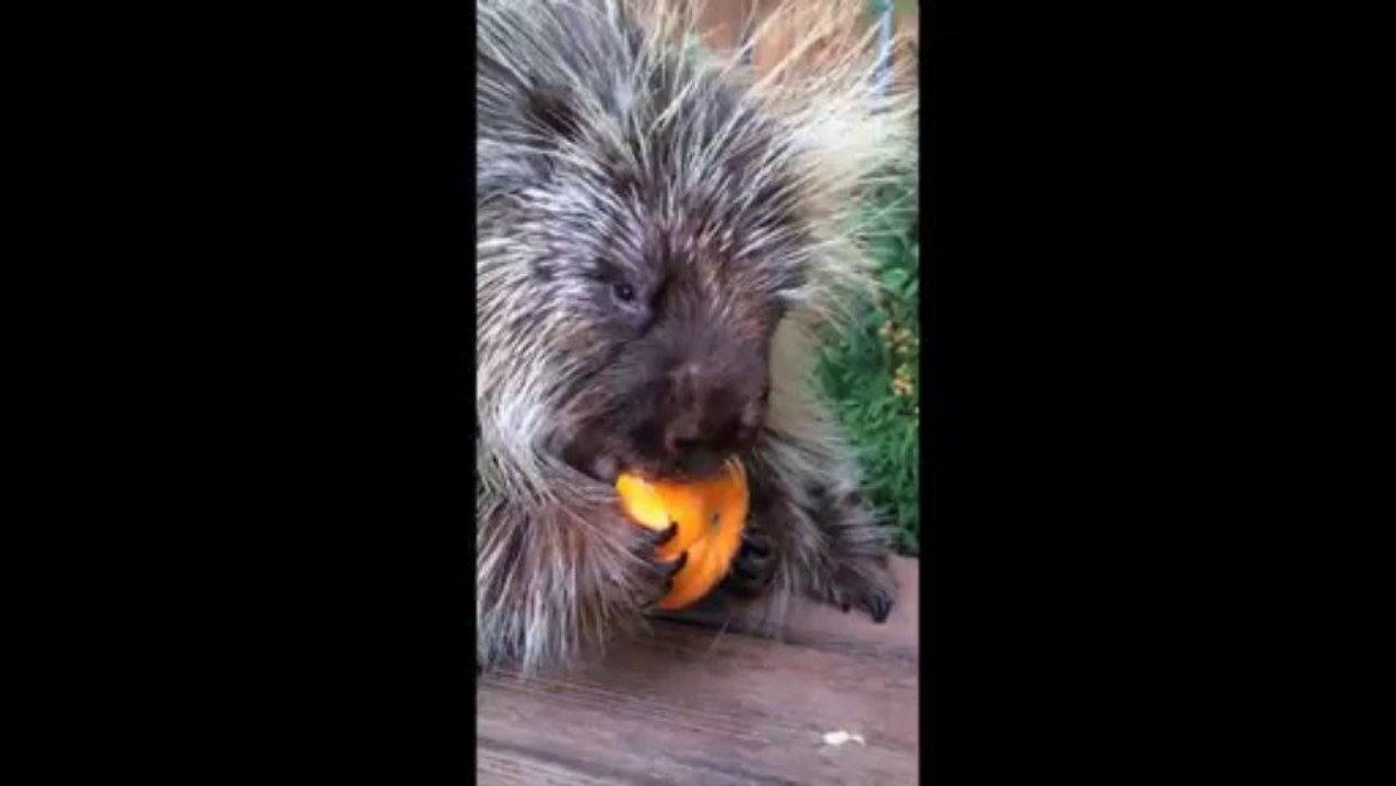 Un Porc-épic qui parle en mangeant une citrouille... Trop mignon!
