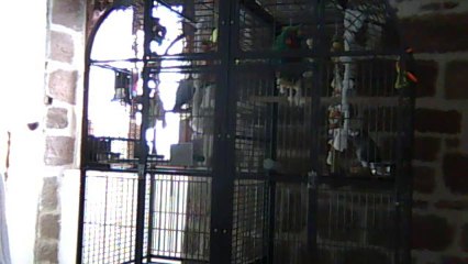 Ma bambou qui reclame a boire mdr