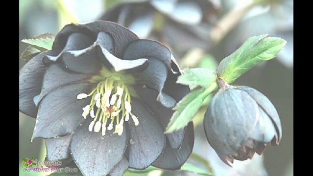 PACO RABANNE Black Xs ქალბატონებისთვის Black Xs მამაკაცებისთვის ტუალეტის წყალი სპრეი