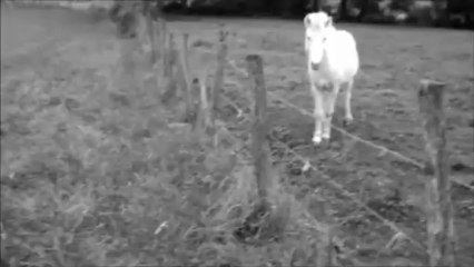 Ptit Poney