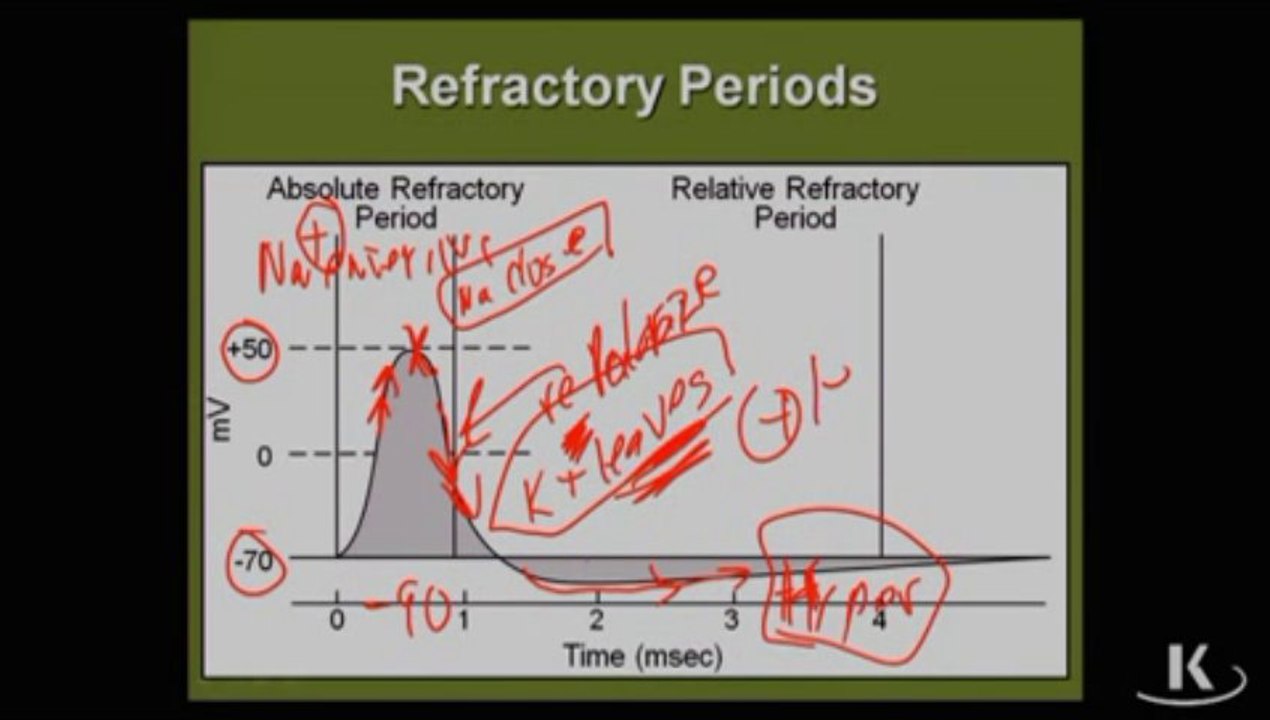 Physio_Fischer_Sec02_Ch02c_PropertiesofActionPotentials_xvid