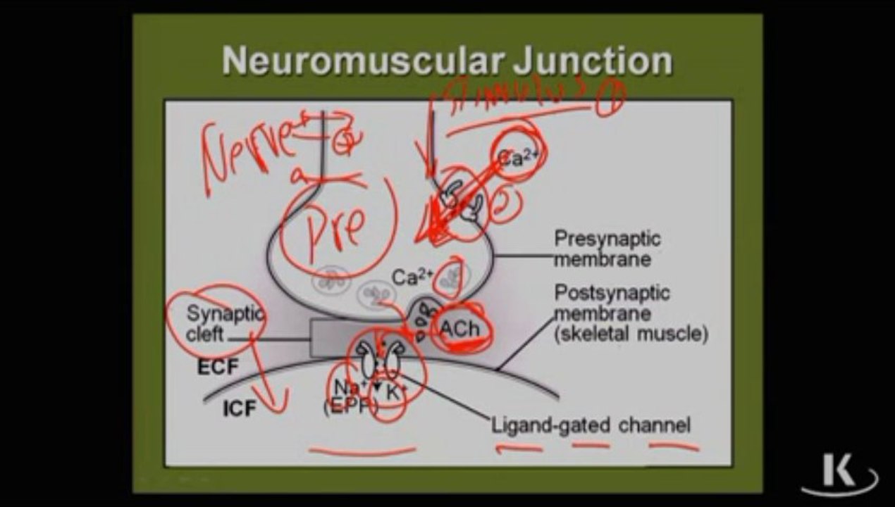 Physio_Fischer_Sec02_Ch02d_NeuromuscularTransmission_xvid