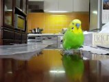 Budgie Running in Slow Motion