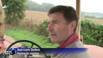 Dans le Gers, poulets bio et circuit court