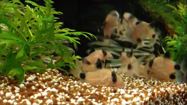 Panda-Panzerwelse (Corydoras panda)