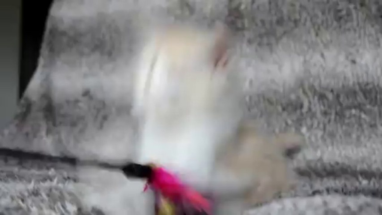 Innocence du Doux Chant Félin