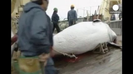 Echec des discussions sur des sanctuaires marins en Antarctique