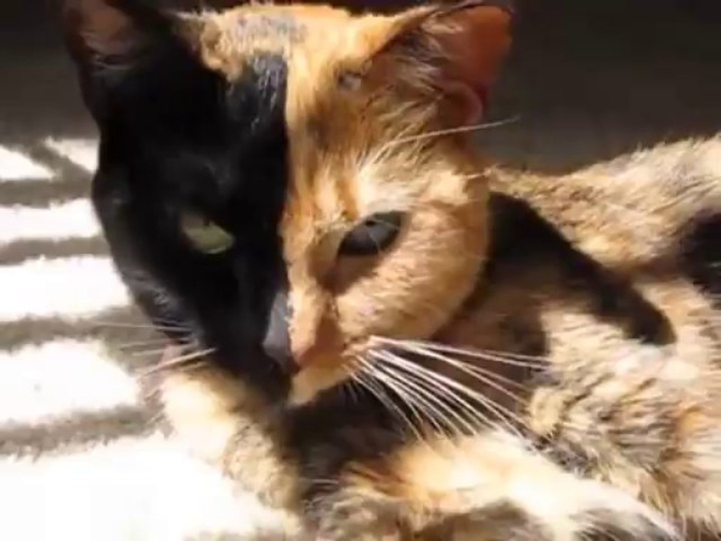 VÉNUSZ - Az egyetlen kiméra cica a világon... - video Dailymotion
