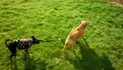 Girls running in grass at the park