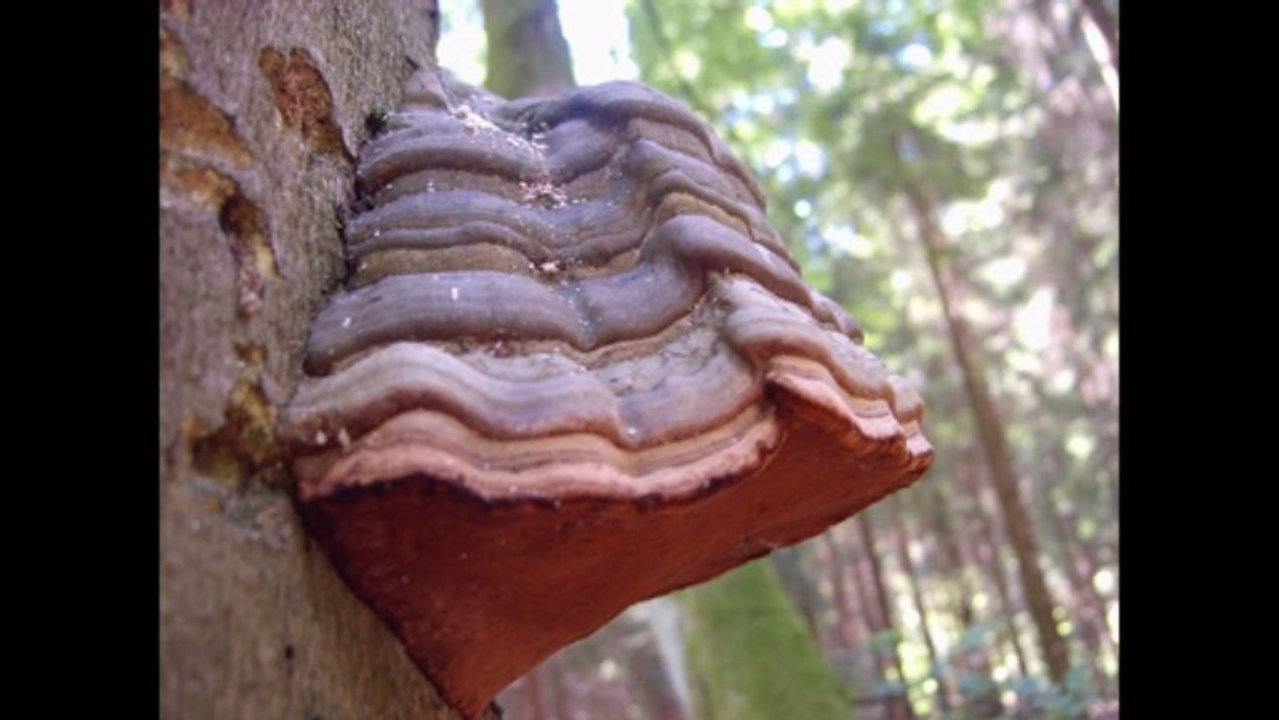 ein sehr schweres Musikrätsel