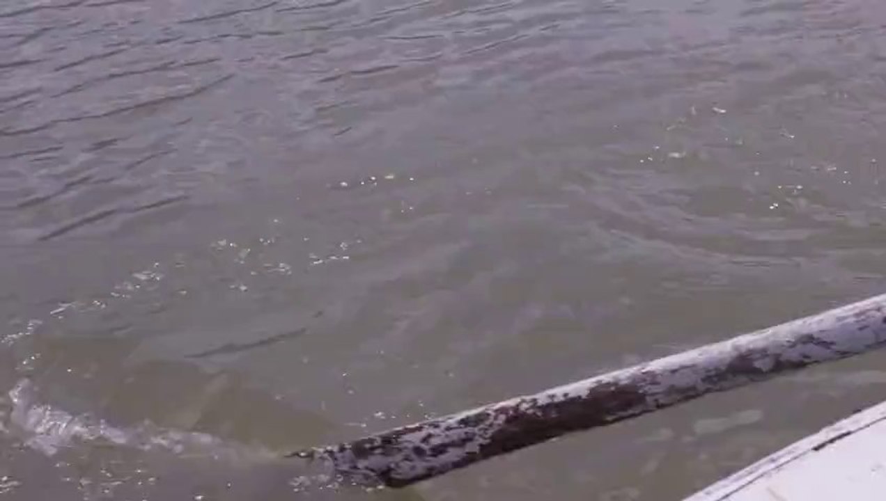 Lake Rowing Stock Video