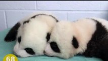 100 Days of Adorable Baby Pandas