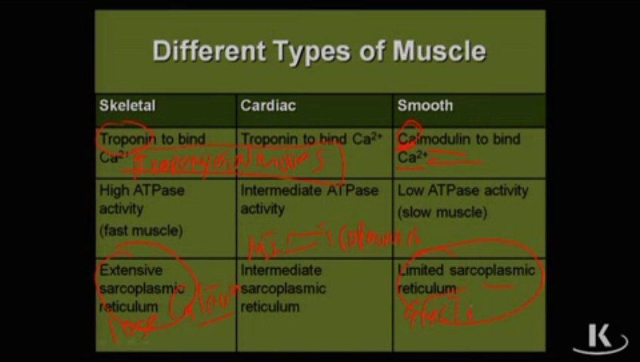 Physio_Fischer_Sec03_Ch02e_FeaturesDiffTypesofMuscle_xvid