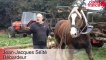 Les chevaux nettoient des sentiers à Concarneau - Débardage à cheval