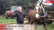 Les chevaux nettoient des sentiers à Concarneau - Débardage à cheval