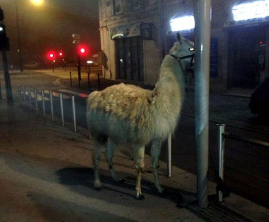 Video de Serge le Lama dans le Tramway de Bordeaux