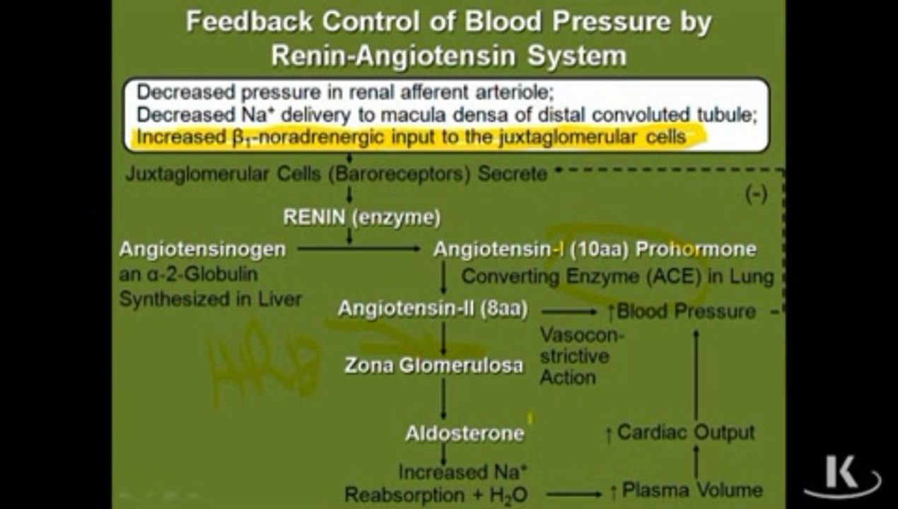 Physio_Fischer_Sec10_Ch04d_PhysActAldosterone_xvid