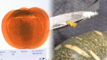 Lady Busted Toting Coke-Filled Pumpkins Through Canadian Airport