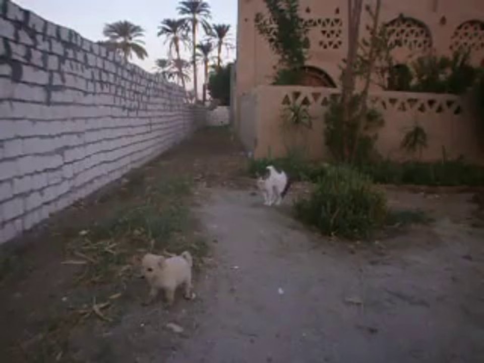 Sethi et les toutous