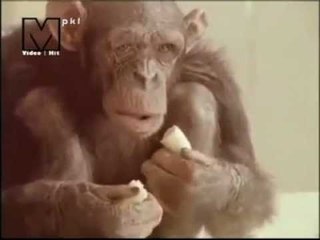 Maymundan İnsanoğluna Tokat Gibi Bir Ders