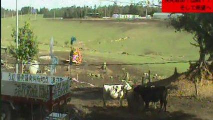 2013-11-01 09-40 牧場１号機　 ガガ、いちご、黒牛ちゃん