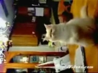 Cat aerobics