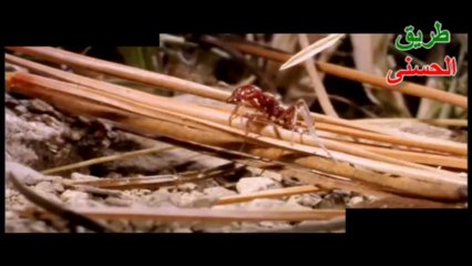 معركة طاحنة ~هذا خلق الله~ النحل والنمل~ Fierce battle ~ This is God's creation.