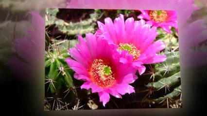 LK Tình Yêu - Ngọc Lan,Trung Hành,Kiều Nga (ASIA17)