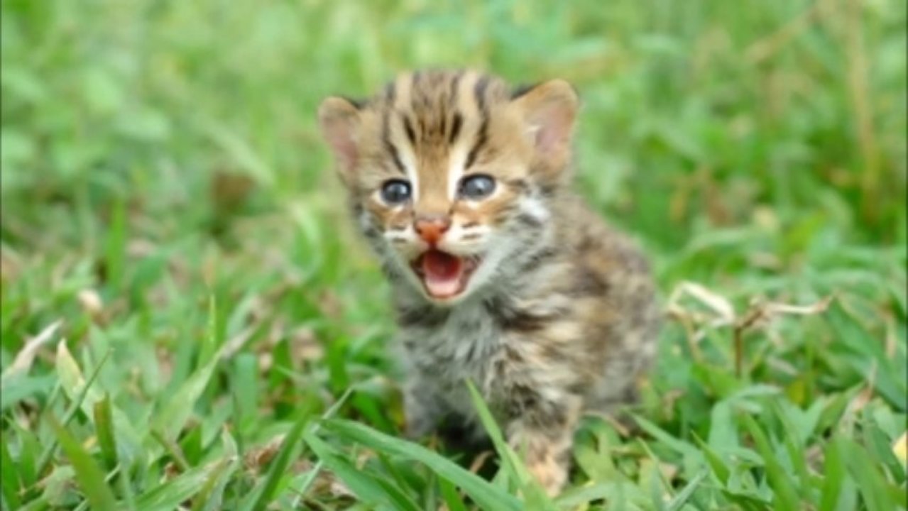 Animais.
