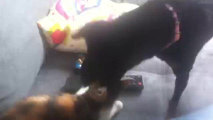 Jeux entre une chienne pinscher et une chatte de 2mois