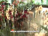 Exposition d'orchidées chantilly
