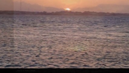 Retouvailles en mer rouge avec mes amis "dauphins" !