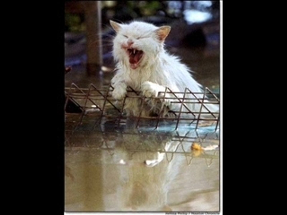 Catspictures with music